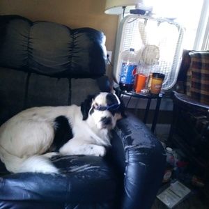 Meet your Posher, Dawn